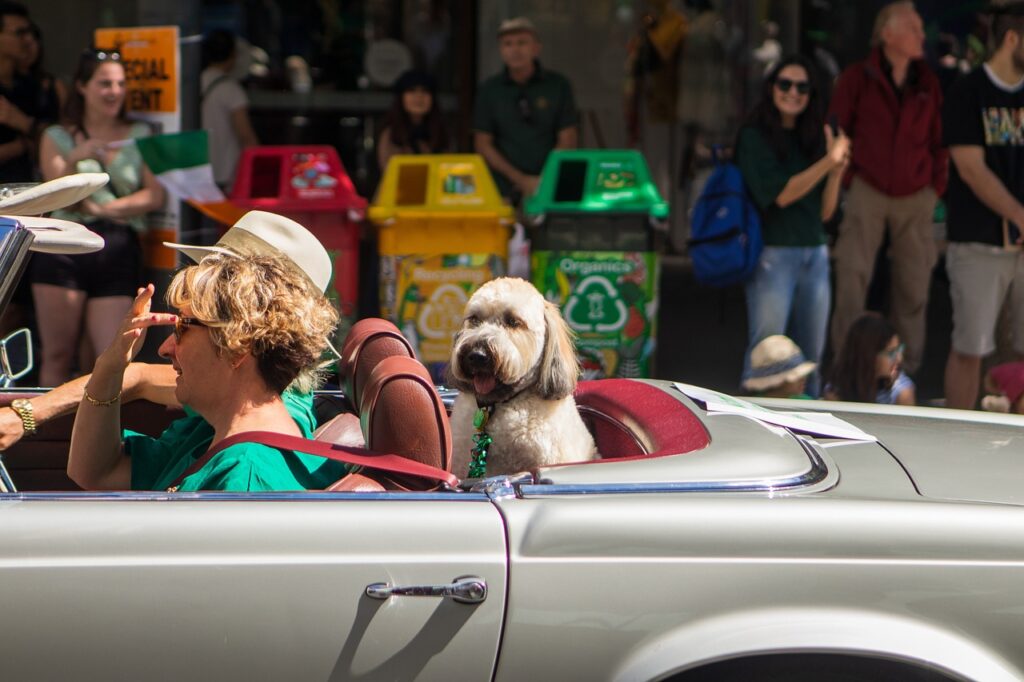 dog, car wallpapers, car, traveling, pet, driving, animal, cute, nature, canine, travel, convertible, friend